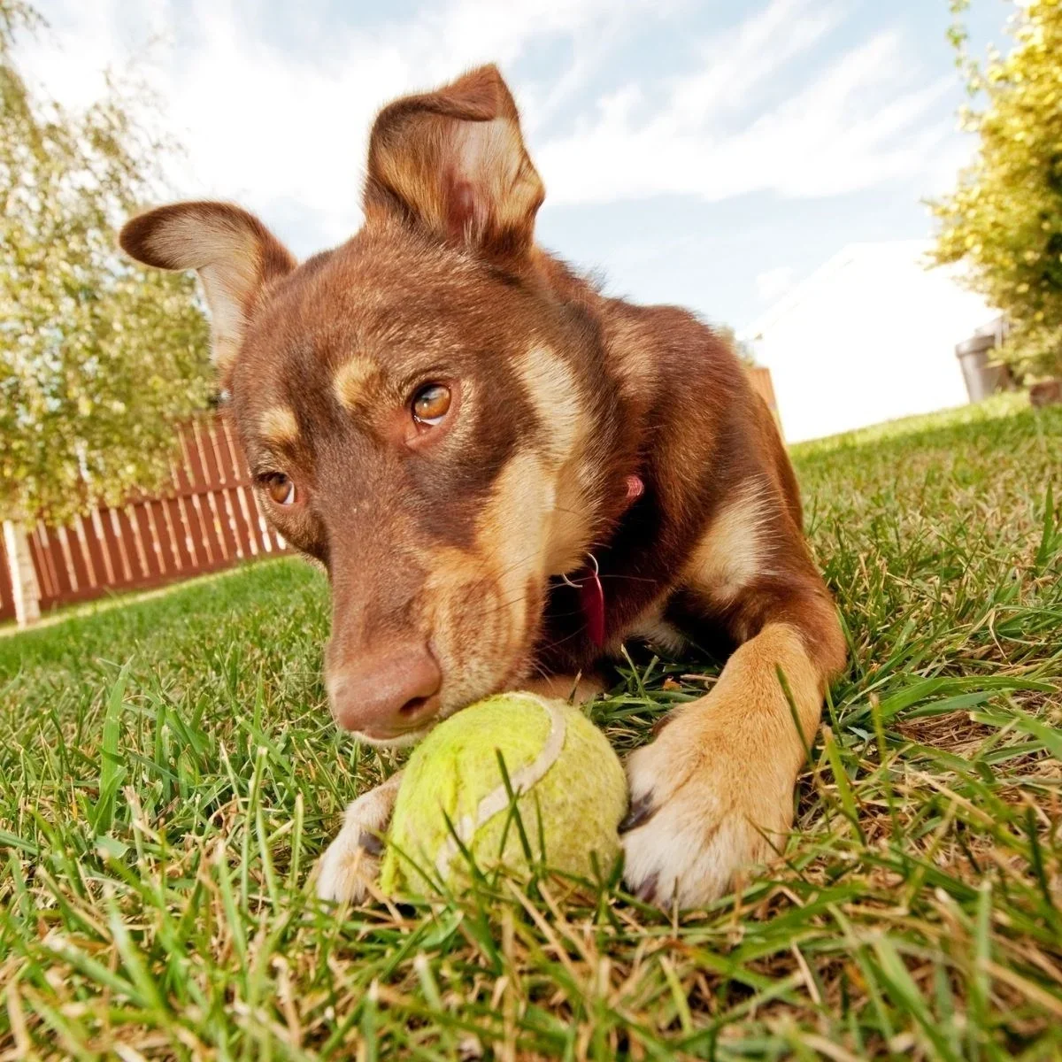 3lü Renkli Desenli Tenis Topu Kedi Köpek Oyuncağı görsel 7