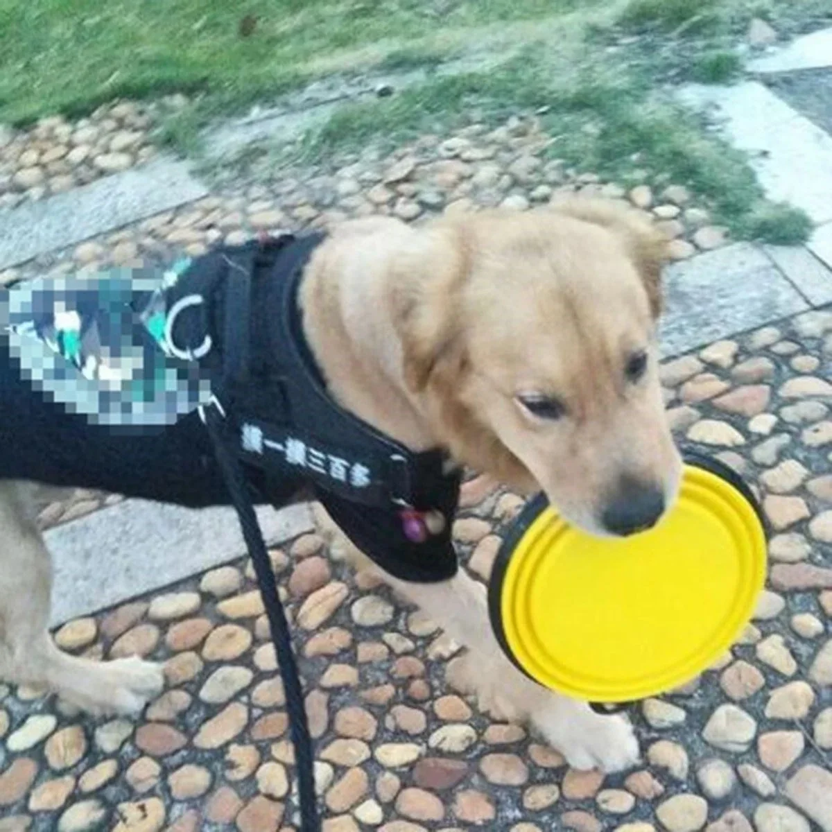 Katlanabilir Kedi Köpek Mama ve Su Kabı Köpek Oyuncağı görsel 6