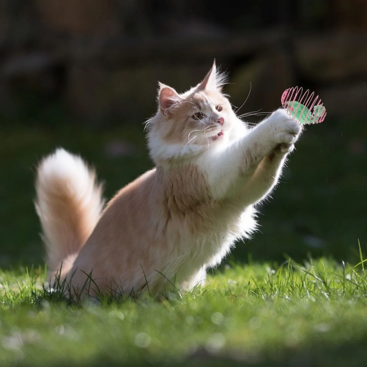 Yaylı Metal Fareli Kafes Kedi Oyun Topu Sıçrayan Spiral Kedi Topu görsel 5
