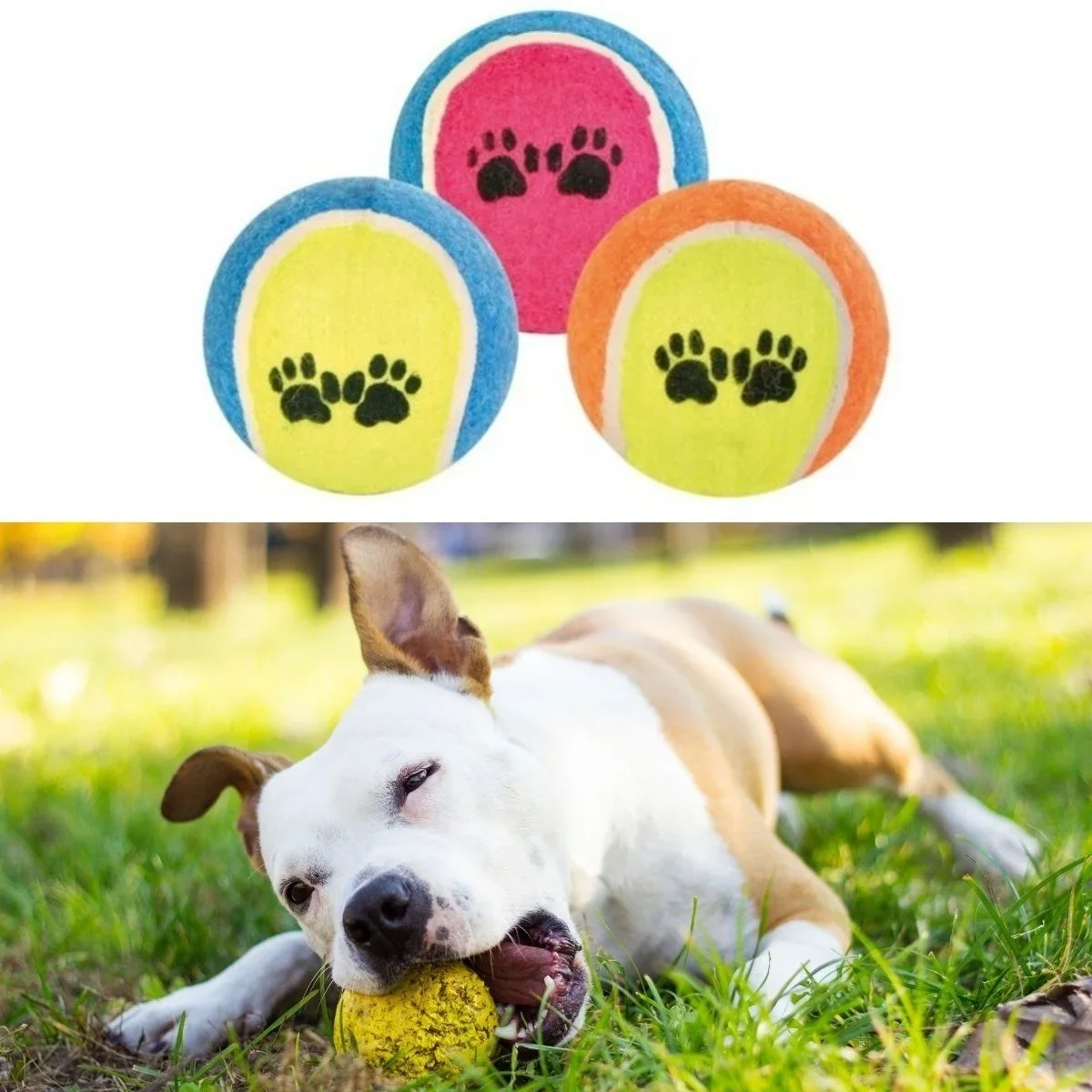 3lü Renkli Desenli Tenis Topu Kedi Köpek Oyuncağı görsel 2
