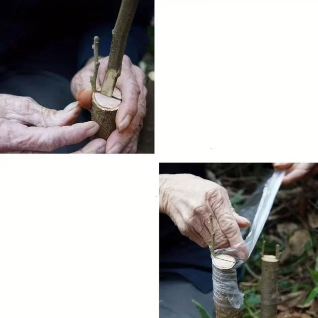 5 Cm Aşı Streçi 200 Metre - Profesyonel Fidan Ve Ağaç Aşı Bandı (yüksek Esnek) görsel 2