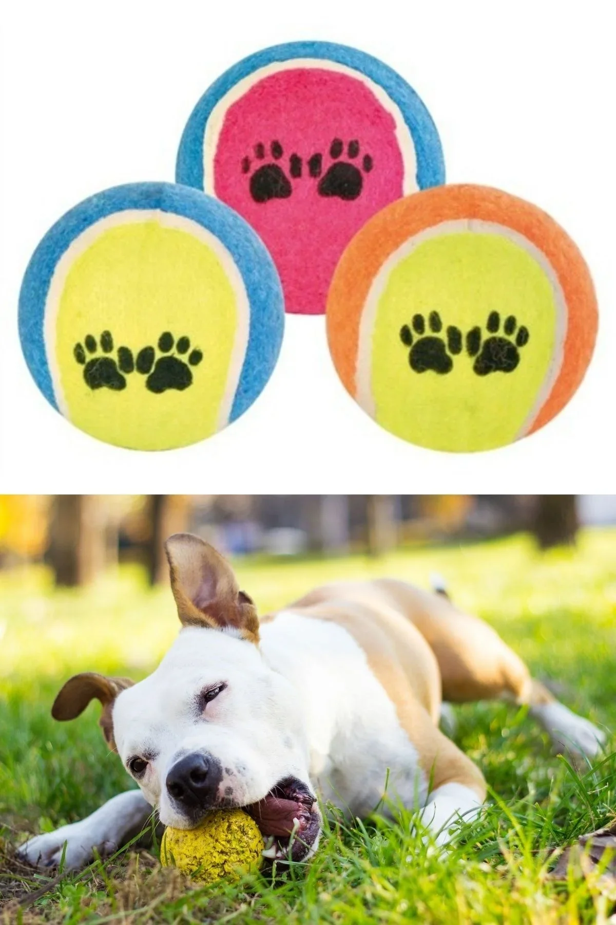 3lü Renkli Desenli Tenis Topu Kedi Köpek Oyuncağı görsel 8