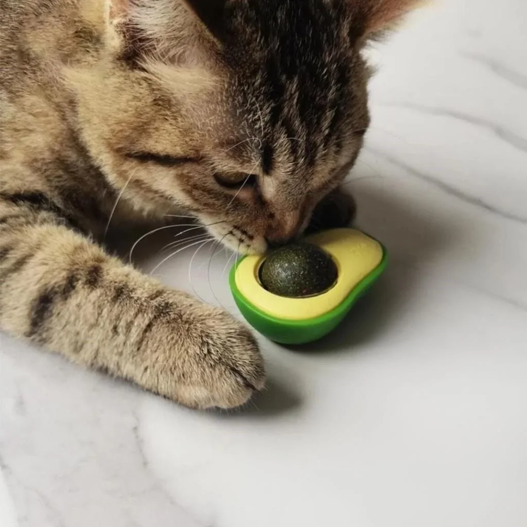 Avokado Model Yapışkanlı Kedi Oyuncağı Yenilebilir Kedi Nanesi Otu (adet fiyatıdır) görsel 2